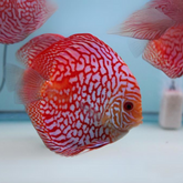 Red Checkerboard Discus